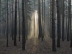Foret.