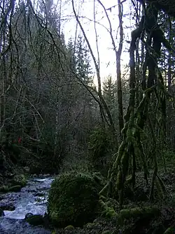 Vu du torrent de l'Orvan dans les sous-bois.