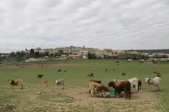 Pâturage bovin sous le village, avril 2025.