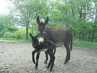 Ânesse catalane et son ânon