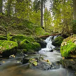 Ruisseau formant une petite chute dans un petit ravin entouré de forêt.