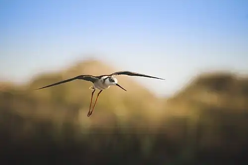 Échasse blanche,Tunisie
