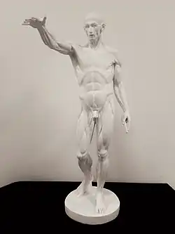 Réplique didactique de "l'Écorché au bras tendu" de Houdon 1767