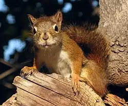 Ecureuil roux (depuis le 23 avril 2007)