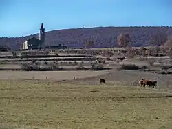 Bovins près du Rocher d'Ongles.