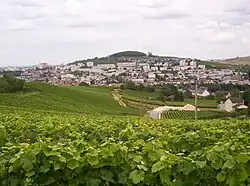 Vignes de Champagne (AOC) devant Épernay, France