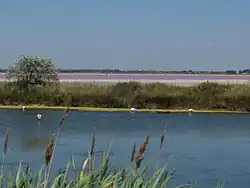 Étangs de Petite Camargue au Grau-du-Roi.