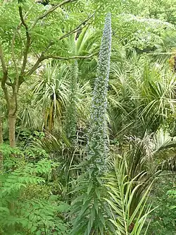 Vipérine des Canaries, bisannuelle qui meurt après avoir fleuri.
