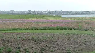 L'œillet marin acclimaté à la lande.