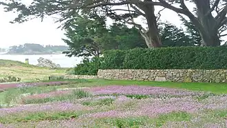 La Lande fleurie et ses coussins d’arméries.