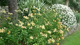 Lys des Incas, gélive hermaphrodite originaire de Patagonie.