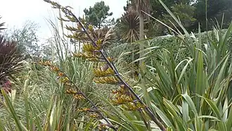 Lin de Nouvelle Zélande découvert par James Cook et introduit par Jacques de La Billardière à des fins industrielles.