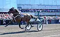 L'arrivée de L'Olympiatravet 2013 avec Maharajah.