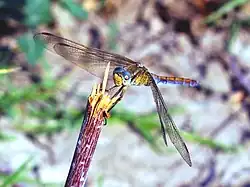 Un insecte très allongé bleu et jaune brillants avec de grandes ailes transparentes en équilibre sur une tige coupée.