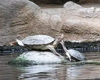 Description de l'image Želvy v Pražské zoo 0351.jpg.