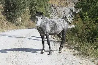 Image illustrative de l’article Cheval en Grèce