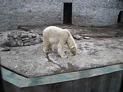 Ours blanc.