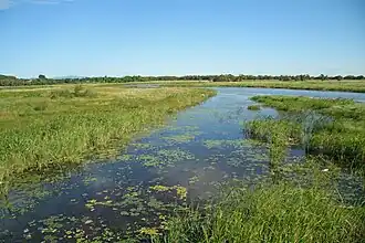 Marécage de la réserve naturelle du Khanka.