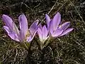 subsp. versicolor en Ukraine.