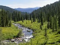Photographie d'un paysage sibérien avec une rivière au milieu d'une forêt de résineux et des montagnes en fond.
