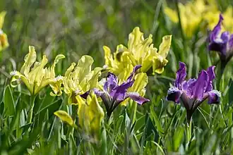 iris,