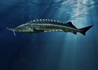 Esturgeon Béluga - Huso Huso