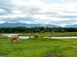 Des vaches broutant le long d'un défluent de la Katoun avec les monts de la Terekta en fond.