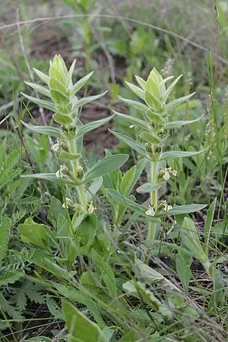 Description de l'image Горлянка Лаксмана (Ajuga laxmannii).jpg.