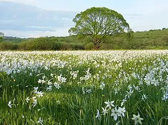 la Vallée des narcisses classé,