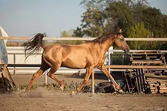 Photographie d'un cheval doré vu de profil trottant.