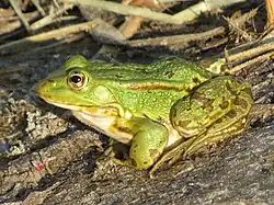 grenouille,