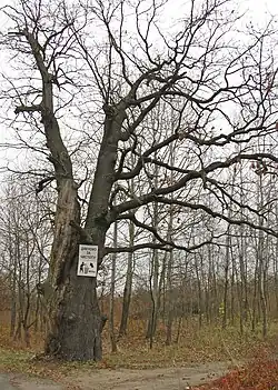 arbre remarquable,
