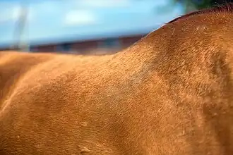 Photographie de détail sur un pelage doré