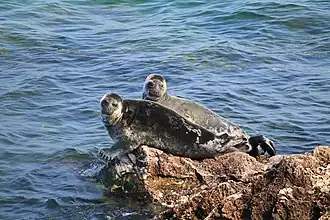 Phoques du Baïkal