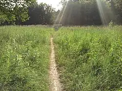 Sentier dans un champ