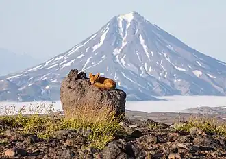 Renard roux devant le Vilioutchik dans le parc naturel du Kamtchatka du Sud.
