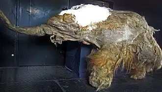 Jeune mammouth congelé vu de côté dans un musée, la trompe tendue vers l'avant.