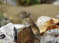 Ochotona hyperborea (Ochotonidae)