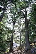 Un sous-bois au parc national du Pelister.