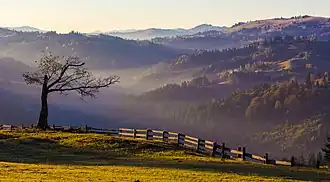Forêt remplie de brouillard.
