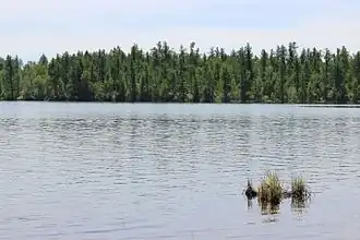 Vue d'une forêt bordant le lac.
