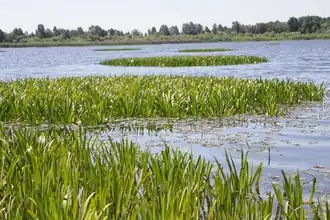 lac Tchorne