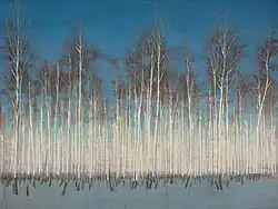 Pavel Otdelnov. Forêt de bouleaux. 2021