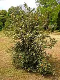 Ilex aquifolium (mai 2014)