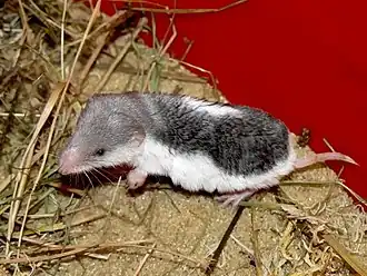 Description de l'image Пегий путорак (Diplomesodon pulchellum), Gescheckte Wüstenspitzmaus, Piebald Shrew, Московский зоопарк (Moscow zoo), 18.11.2008.jpg.