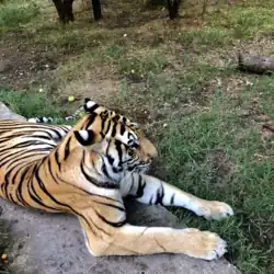Tigre.