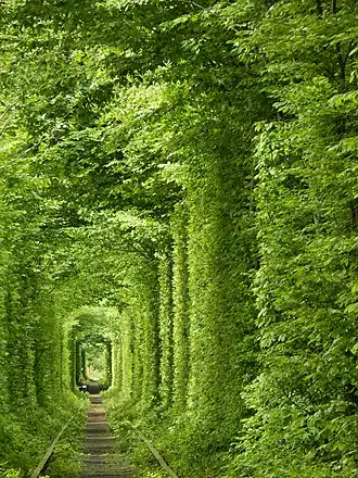 Image illustrative de l’article Tunnel de l'amour de Klevan