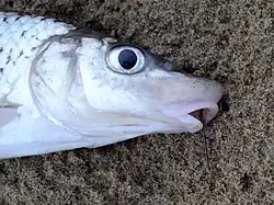 Hemibarbus labeo