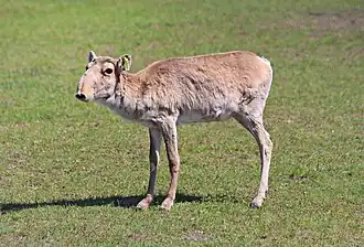 Saïga (Saiga tatarica).