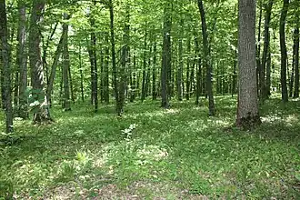 Sous bois